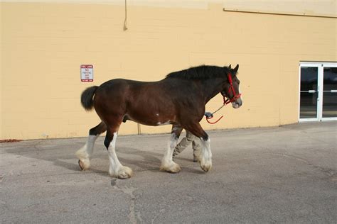 World Clydesdale Show: The Budweiser Clydesdales arrive in Madison!