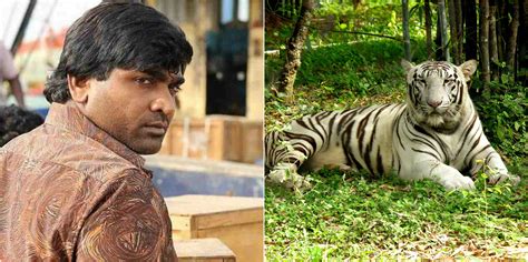 Chennai: Actor Vijay Sethupathi Adopts Two White Tigers From Vandalur ...