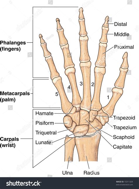 Human Hand Bones Labeled Stock Illustration 15311329 - Shutterstock