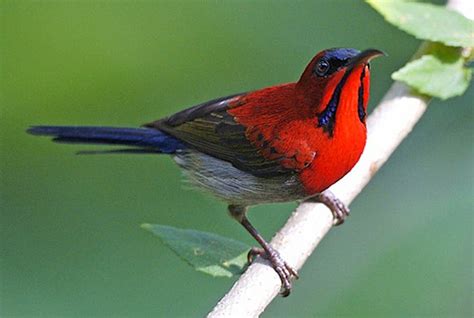 Singapore makes it official - crimson sunbird is national bird - Lonely ...