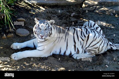 White Tiger South Africa African Kenya Tanzania Stock Photo: 5804403 ...