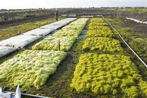 Paludiculture – the future of farming on peat soils? – Natural England