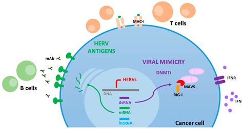 Cancers | Free Full-Text | Human Endogenous Retrovirus Reactivation ...