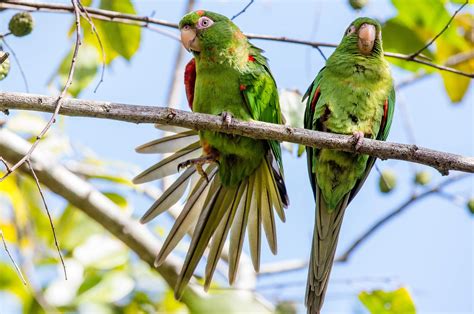 Birds of Cuba – An Internet Field Guide to Rare Cuban Birds