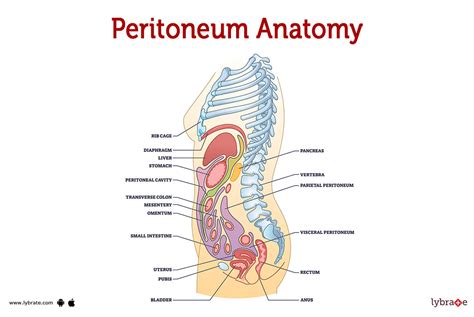 Anatomy Of The Peritoneum And Peritoneal Cavity Osmosis | My XXX Hot Girl