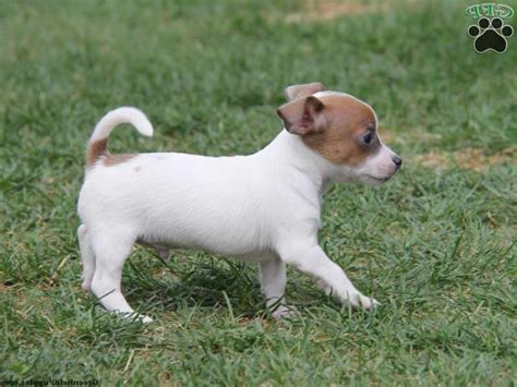 Chihuahua Jack Russell Terrier Mix Puppies For Sale | PETSIDI