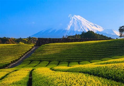 Green tea plantation and Mount Fuji, Shizuoka, Japan - Lets Travel More