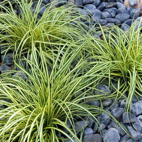 Carex oshimensis 'Everillo' | Wholesale Nursery in Eugene, OR | GLENN ...