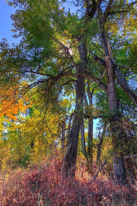 Fall Colors on the Boise River in Southeast Boise, Idaho Stock Image - Image of trees, boise ...