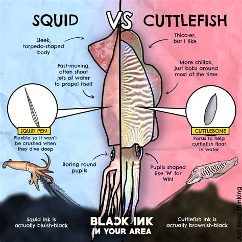 Cuttlefish Vs Squid Vs Octopus