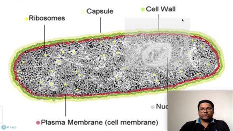 Prokaryotic Cell Under Microscope