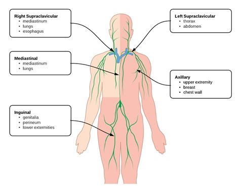 Differential Diagnosis of Cervical Lymphadenopathy