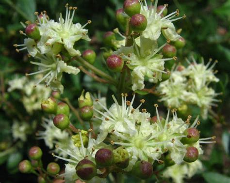 Lawsonia Inermis 200-1000+ Seeds, Henna Tattoos / Hair Dye, L. Alba Tr | The Plant Attraction