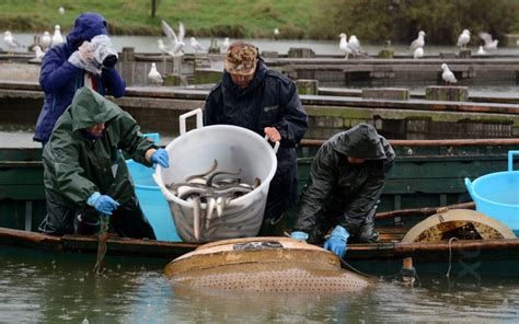 2018 – Traditional fishing and eel conservation in the European ...