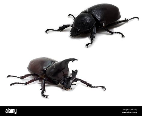 Male and Female Rhinoceros beetle Stock Photo - Alamy