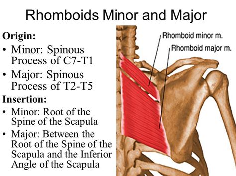 rhomboid major and minor origin and insertion - Google Search | Human ...