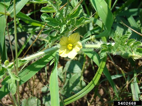 Family: Cucurbitaceae (gourd or pumpkin family): Go Botany