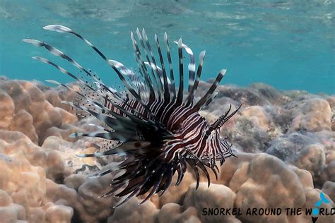 Red Sea Fish Guide With Photos - Most Common Species To See