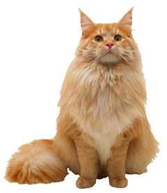 Lovely Animal: Cat Breeds : American Longhair