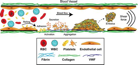 Frontiers | Imaging Platelet Processes and Function—Current and ...