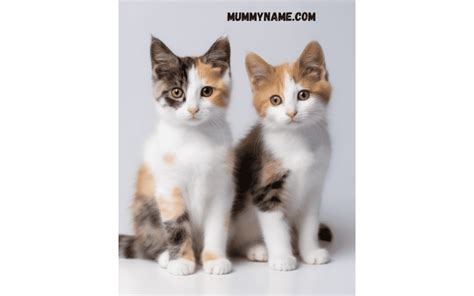 230+ Best Calico Cats Names For Your Cats In 2024 - Mummy Name