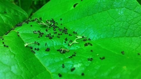 darlaville: more about catalpa worms