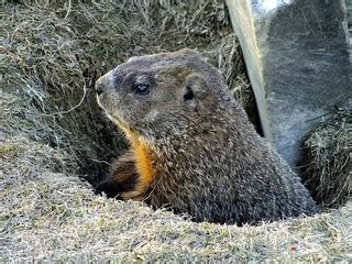 Groundhog Burrow | The burrow entrance is underneath a grave… | Flickr