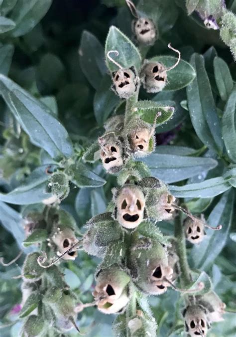 untitled in 2020 | Snapdragons, Seed pods, Pods