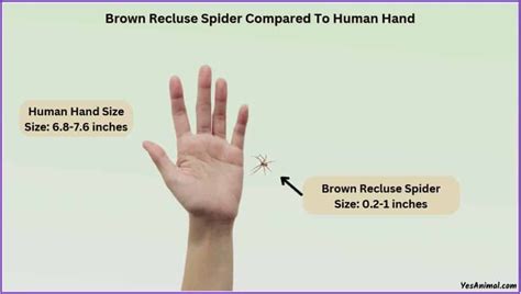 Brown Recluse Spider Size Explained & Compared With Others