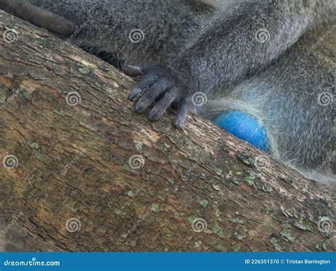 Vervet Monkey Blue Balls Stock Photos - Free & Royalty-Free Stock Photos from Dreamstime