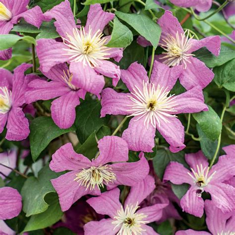 Buy Clematis Hybrid Comtesse de Bouchard 2 Ltr | Marshalls – Marshalls ...