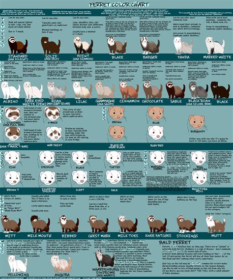 FERRET COLOR CHART v1.0 by IceIceAislynn | Ferret colors, Ferret cage, Ferret