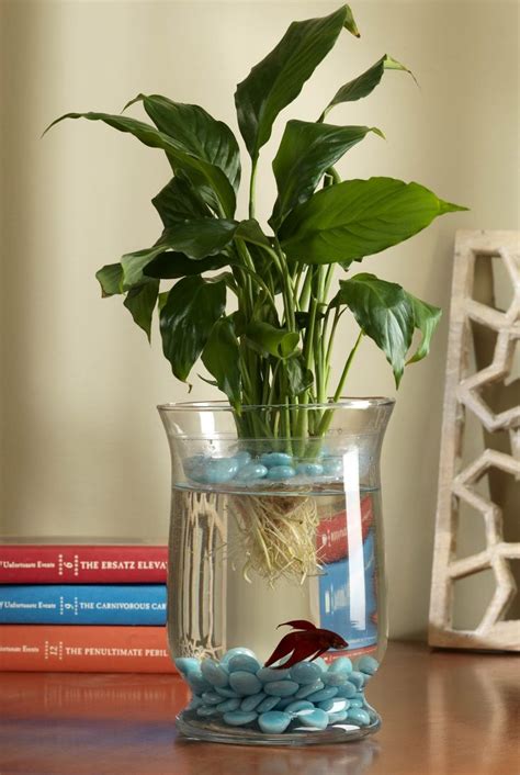 Living Eco-System | Indoor water garden