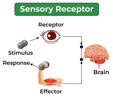 List of Five Sense Organs: Eyes, Nose, Ears, Tongue, and Skin