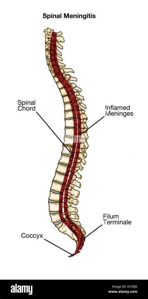 Spinal cord diagram hi-res stock photography and images - Alamy