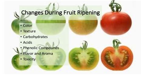 The Physiology of Fruit Ripening - QS Study