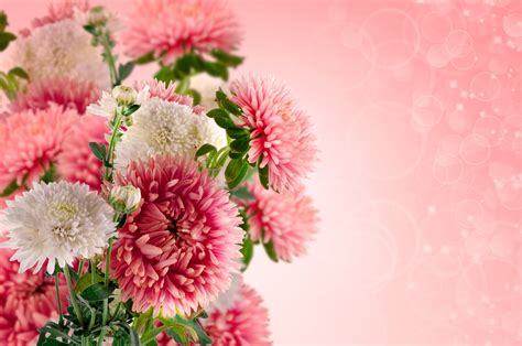 Beautiful Floral Background Free Stock Photo - Public Domain Pictures