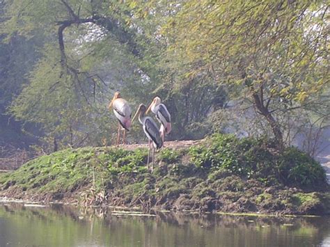 Bharatpur Bird Sanctuary, Photographs of Bharatpur Bird Sanctuary