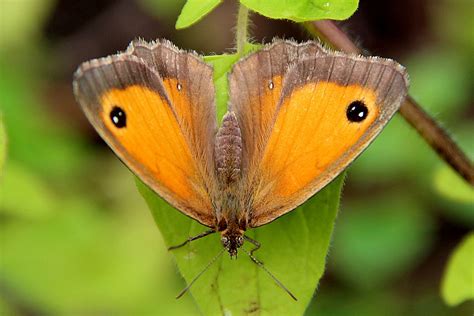 Gatekeeper (butterfly) - Wikipedia