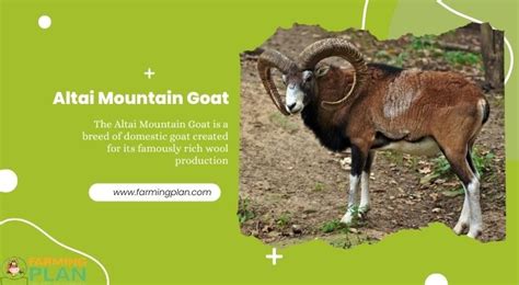 Altai Mountain Goat: Profitable Farming - Farming Plan