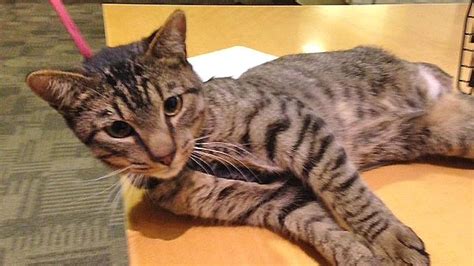 Pet of the Week: 1-year-old cat named Lenny | abc7.com