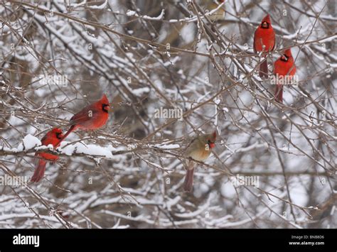 male cardinal snowy tree Stock Photo - Alamy