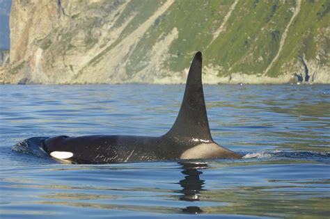 Facts about orcas (killer whales) | Whale and Dolphin Conservation