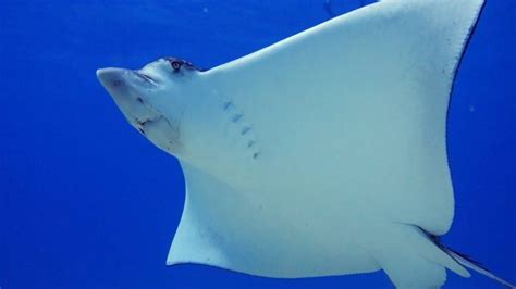 Spotted Eagle Ray Facts That Will Blow Your Mind