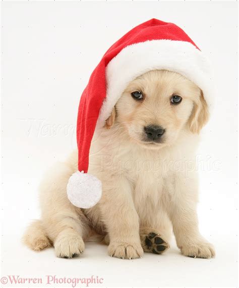 Dog: Golden Retriever pup wearing a Santa hat photo WP10689