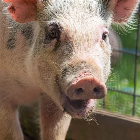 Domestic Pig | African Safari Wildlife Park - Port Clinton, OH