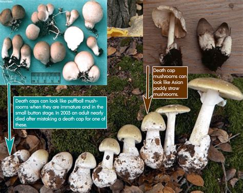 Fungi: Poisonous Mushroom Look Alikes