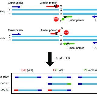 (PDF) A novel and quick PCR-based method to genotype mice with a leptin receptor mutation (db/db ...