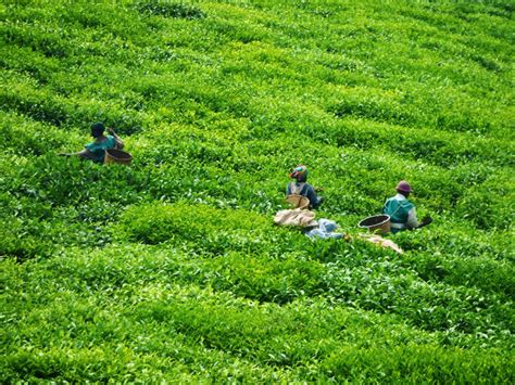 Rwanda: Tea Plantations and Tea Factory – Travel2Unlimited