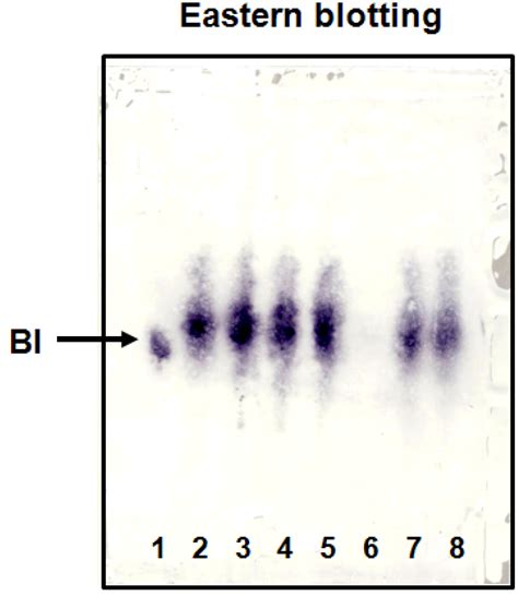 Antibodies | Free Full-Text | Development of Eastern Blotting Technique ...